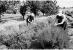 Italijos fotografės Michelos Petrocchi paroda „Istorijos apie žemę ir vandenį“