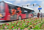 Į sodus – patogiau: nuo gegužės keičiasi kai kurie Panevėžio autobusų maršrutai