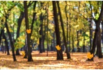 Pasirūpinkime žaliosiomis atliekomis