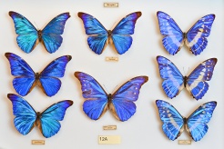 G. Kartano nuotrauka